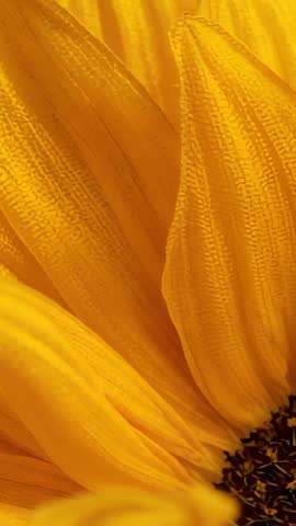 Vertical macro video panning over sunflower petals, revealing central disk in vivid detail