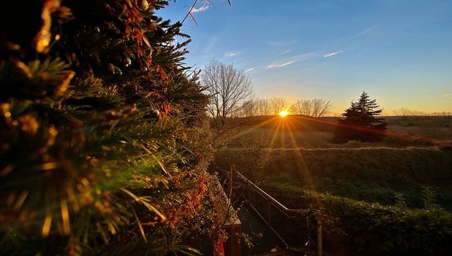 Garden hedge catching sunrise light, glowing evergreen needles and distant sunburst