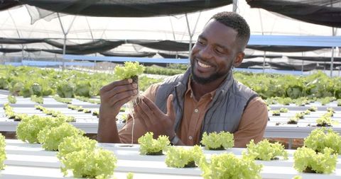 Farmer inspecting hydroponic lettuce in greenhouse