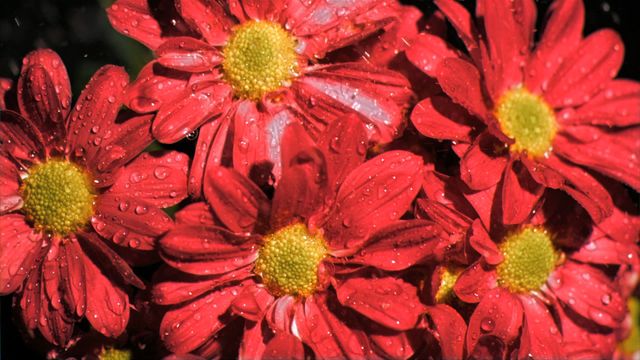 Vibrant red daisy flowers with water droplets on petals against a dark backdrop. This presents a vivid depiction of hydration and beauty in nature. Suitable for use in horticultural designs, botanical studies, or decorative natural themes.