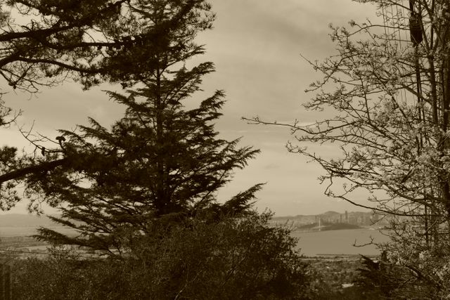 This image highlights a serene scene of cypress trees in the foreground with a beautiful city skyline in the distance. The sepia tone lends a vintage feel to the composition, evoking nostalgia and tranquility. Ideal for use in nature blogs, travel brochures, relaxation and wellness websites, or decor pieces depicting scenic landscapes.