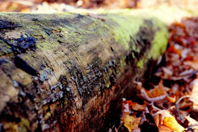 Wood forest fallen tree leaves - Download Free Stock Photos Pikwizard.com