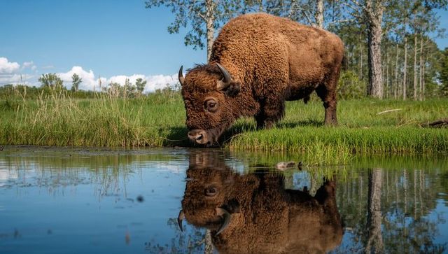 American bison drinking at marsh pond with mirror reflection in grassy wetland