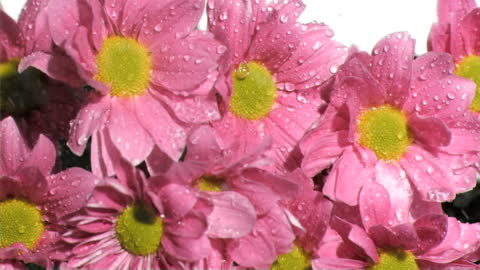 Dew-Drenched Pink Chrysanthemums in Serenity