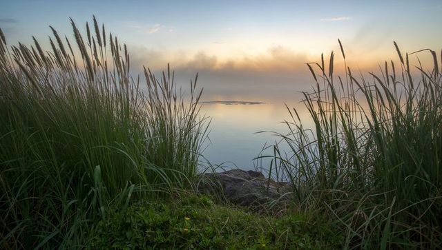 Misty coastal dawn framing tall reeds guiding gaze toward calm mirror water horizon