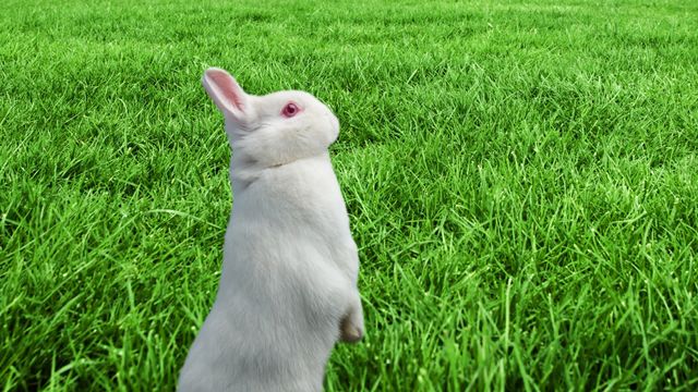 Adorable white rabbit standing upright surrounded by lush green grass, creating a serene and playful vibe. Perfect for use in themes associated with nature, wildlife, or springtime celebrations featuring animals. It would also suit content related to outdoor activities, gardens, or rabbit pets.