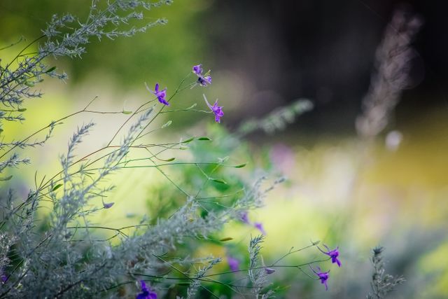 Delicate Purple Flowers in Bloom - Download Free Stock Photos Pikwizard.com