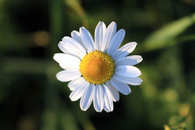 Close-up of Single White Daisy in Bloom on Green Background - Download Free Stock Photos Pikwizard.com