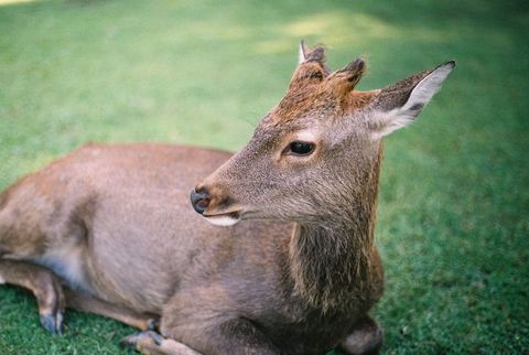 Young Deer Resting on Green Grass Close-up Portrait Showing Peaceful Wildlife Detail