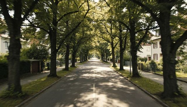 Tree-lined avenue creating green canopy tunnel over sunlit suburban street