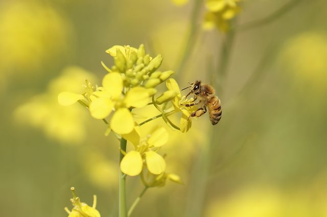 Bee bud cosmos dandelion - Download Free Stock Photos Pikwizard.com
