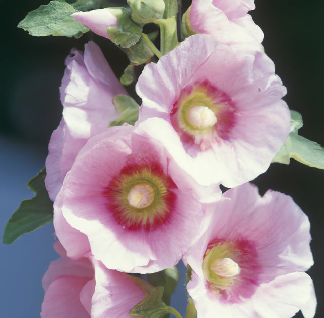 Close up of pink hollyhock flowers over leaves created using generative ai technology. Nature and harmony concept, digitally generated image.