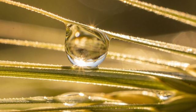 Dew drop clinging to grass blade at sunrise with golden sunstar bokeh macro