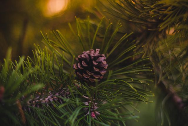 This close-up captures a single pinecone nestled among lush pine needles, bathed in the soft, warm light of sunset in a forest. It is ideal for autumn-themed designs, nature presentations, educational materials on forestry or botany, or as calming natural imagery in digital or print projects.