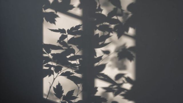 Abstract Shadow of Branches on Wall in Soft Light
