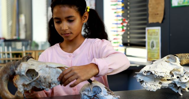 Girl intently examines animal skulls and horns at desk in classroom environment. Ideal for use in educational content, science-themed articles, museum and exhibition promotions, or material promoting curiosity, hands-on learning, and student engagement with natural history.