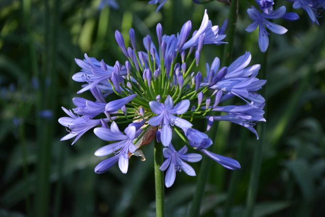 Close-Up of Vibrant Purple Agapanthus Flower - Download Free Stock Photos Pikwizard.com