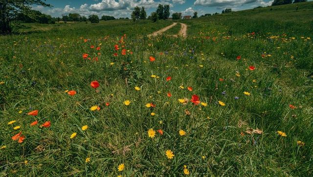 Wildflower meadow with red poppies and winding dirt track under dramatic summer sky