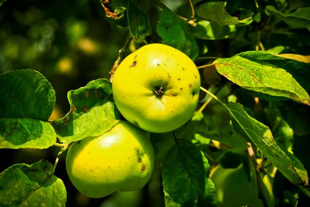 Photo captures ripe green apples on a tree bathed in sunlight. Ideal for use in agricultural content, health blogs, fresh produce advertisements, and autumn-themed designs.