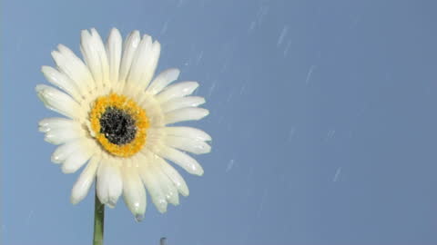 White Gerbera Daisy in Slow Motion Under Rain
