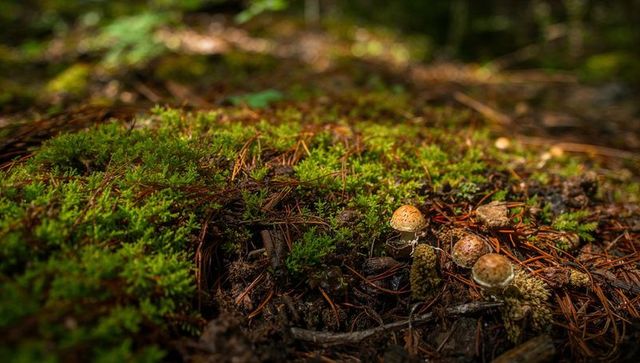 Mossy pine forest floor with tiny brown mushrooms, dappled sunlight, closeup macro