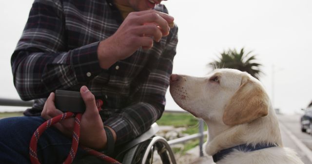 Man in plaid shirt sitting in wheelchair feeding labrador dog with leash outdoors. Ideal for concepts of friendship, care, assistance animals, disability representation, outdoor activities, pet care.