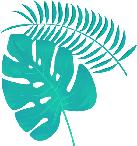 Tropical monstera and palm leaves on transparent background
