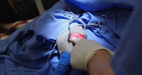 Veterinary surgeon performing operation on dog in surgical theater