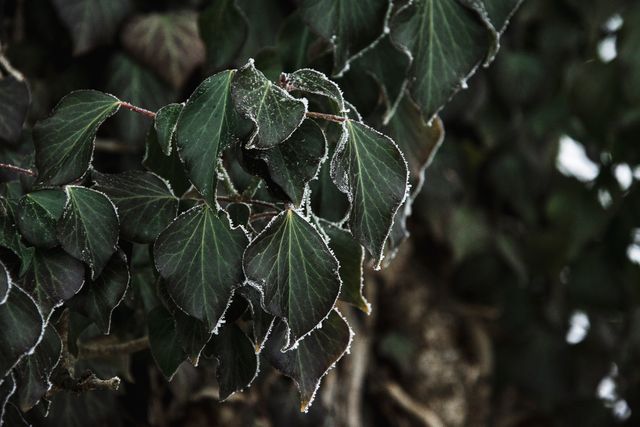 Shows frost-covered green leaves closeup in a natural setting. Ideal for winter or nature themes, illustrating the beauty of early frosts and the transition to colder seasons. Useful for blogs, websites, educational material focusing on winter, seasonal changes, or nature's beauty.