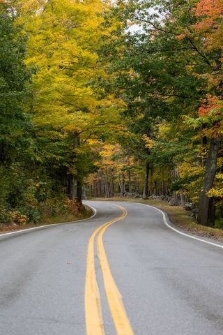 Serene curving road through autumn forest