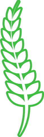 Green Leafy Fern Twig on a Transparent Background - Download Free Stock Videos Pikwizard.com