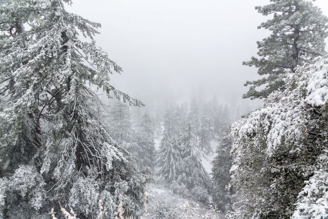 Dense Forest Covered in Snow During Winter - Download Free Stock Photos Pikwizard.com