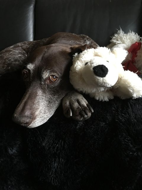 Suitable for pet care websites, articles about senior dogs, cozy indoor environments, and pet product advertisements. It evokes feelings of comfort, relaxation, and companionship, indicating an ideal image for showcasing the affectionate bond between pets and their toys.