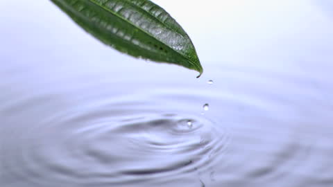 Leaf Dripping Water Creating Ripples in Calm Setting