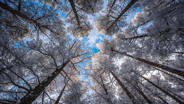Converging snow-frosted pine canopy reaching toward bright blue winter sky