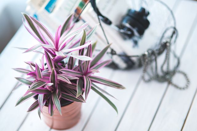 Elegant image of a potted indoor plant with vibrant pink and green striped leaves on a white wooden table. Natural light enhances the color and detail of the foliage. Nearby items include books and a camera, adding to a modern and stylish home decor vibe. Ideal for interior design, decorating blogs, lifestyle websites, and plant care guides.