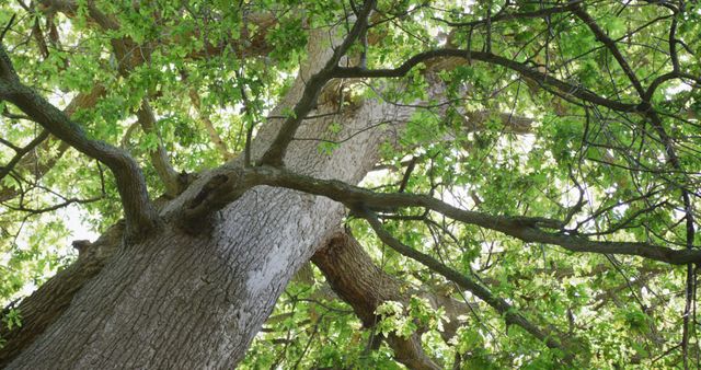 Big tree with multiple green leaves in park, slow motion. Nature, harmony and park concept.