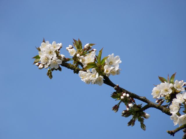 Cherry blossom branch with white flowers blooming against a clear blue sky. Ideal for themes related to spring, nature, freshness, and tranquility. Can be used for backgrounds, wallpapers, and nature-themed projects.