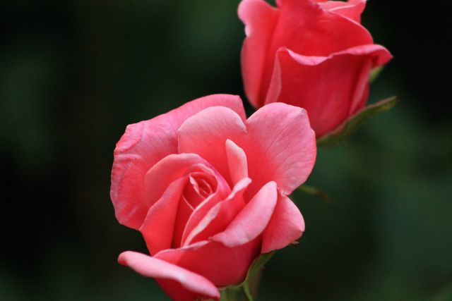 Close-up of Beautiful Pink Roses in Bloom - Download Free Stock Photos Pikwizard.com