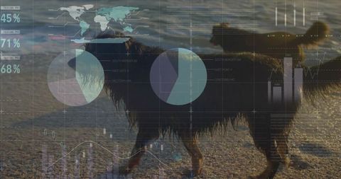 Wet dog walking on pebble beach at low tide with data infographic overlay, silhouette backlit duo