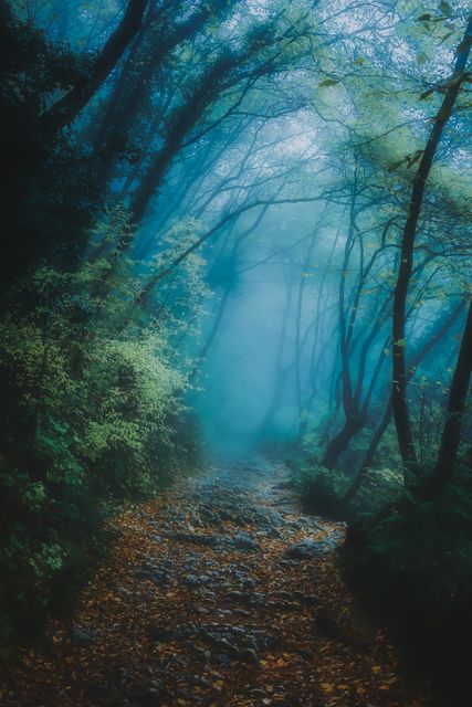 Mysterious Forest Path in Dense Fog - Download Free Stock Photos Pikwizard.com