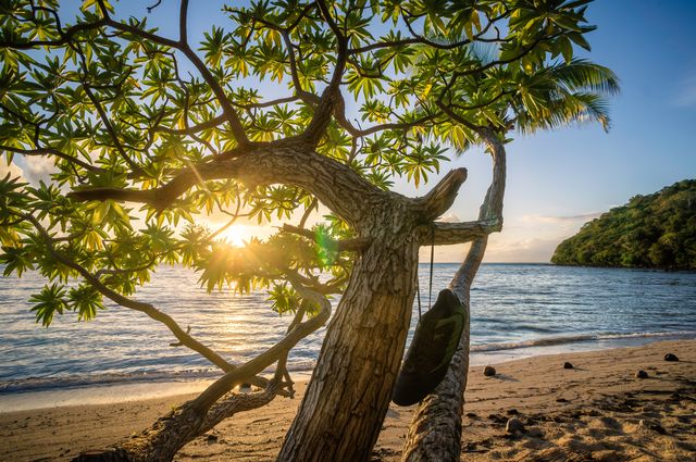 Scenic view during sunset with a tree on tropical beach, hanging shoe creates interesting focal point. Ideal for travel websites, vacation brochures, relaxation themes, nature blogs, outdoor advertising.