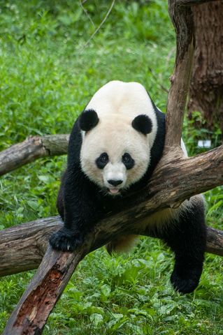 Playful giant panda climbing wooden branch in nature