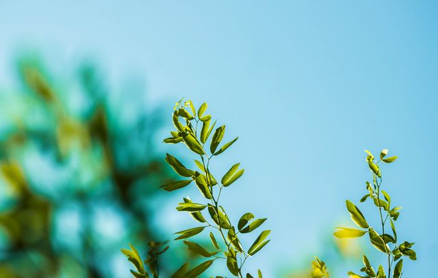 This image captures the delicate beauty of green leaves against a clear blue sky, conveying a sense of freshness and calm. Perfect for nature-themed blogs, environmental campaigns, wellness and relaxation materials, and graphic design projects focused on natural beauty.