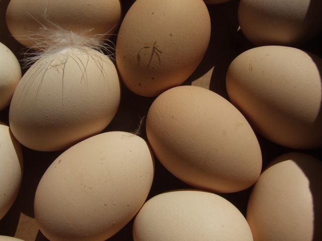 Close-up of Brown Eggs with Feathers and Imperfections - Download Free Stock Images Pikwizard.com