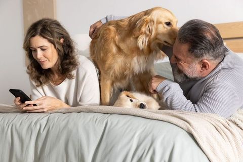Middle-aged couple relaxing on bed with golden retrievers, woman scrolling smartphone