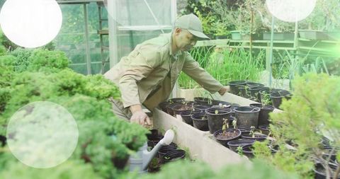 Gardener tending seedlings in greenhouse propagation beds with black nursery pots