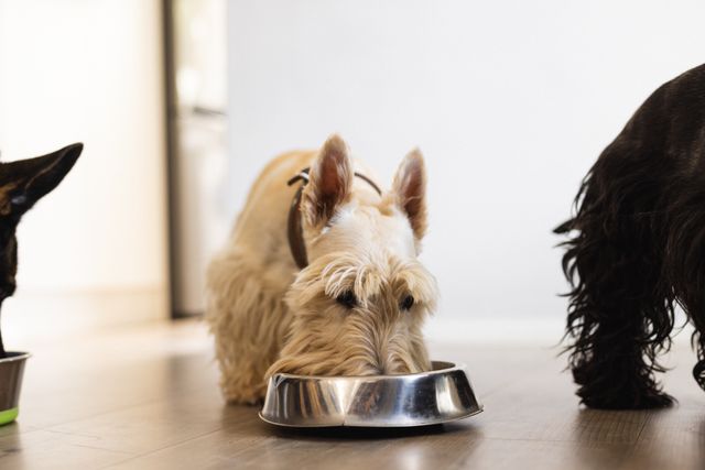 White scottish terrier eating food from bowl while sitting on hardwood floor at home, copy space. Hungry, unaltered, dog, animal and pet concept.