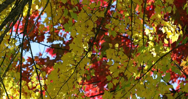 Close up of tree with red and yellow autumn leaves over blue sky on sunny day. Autumn, seasons, nature and weather.