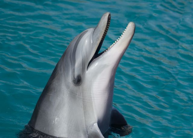 Playful Dolphin Emerges From Water Smiling - Download Free Stock Photos Pikwizard.com